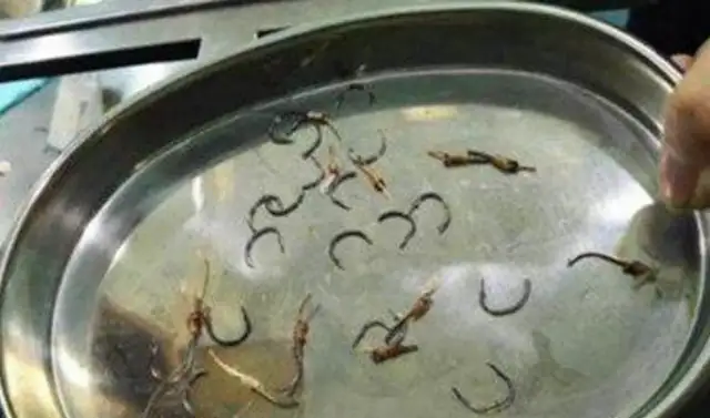 The dog was surrounded. The vet took something scary from it for two hours