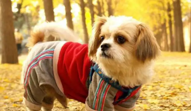 Grandma made clothes for the dog herself