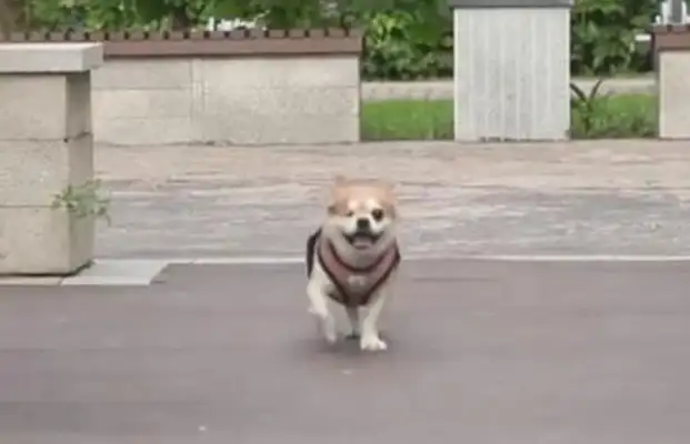 The dog took the