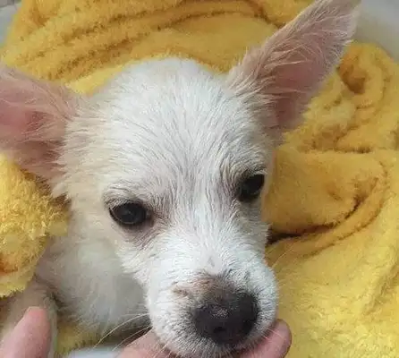 The dog was surrounded. The vet took something scary from it for two hours