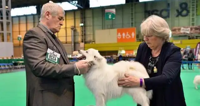 We've come to the biggest dog show in the world