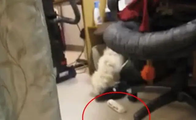 You know, the dog's at home, he's in the bag, he's in the bag