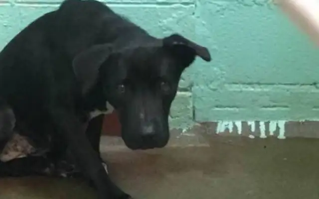 The dog was abandoned by the master in bad faith