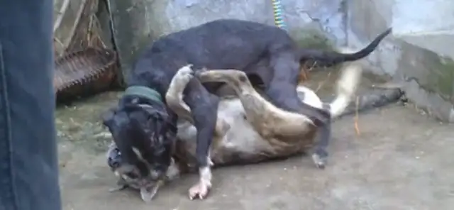 Bittlings beat the country's dogs in their own country