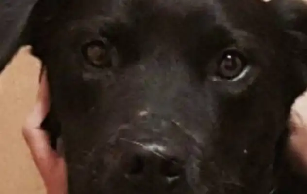 It's the first time a police dog's been on duty, he's pissed his pants
