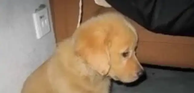 The dog goes out, and when she gets back, she treats it like this, makes the master laugh at his stomach cramps