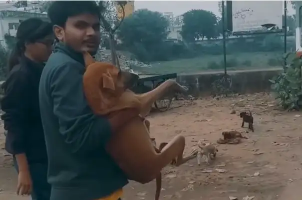 Mother of a stray dog was sick and hospitalized for seven days, and when she got out of the hospital, she met a baby dog with tears