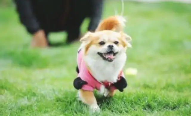 A pet dog can warn the owner of the message of an epilepsy. Can you believe it?