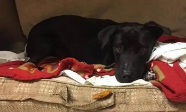 The dog was abandoned by the master in bad faith