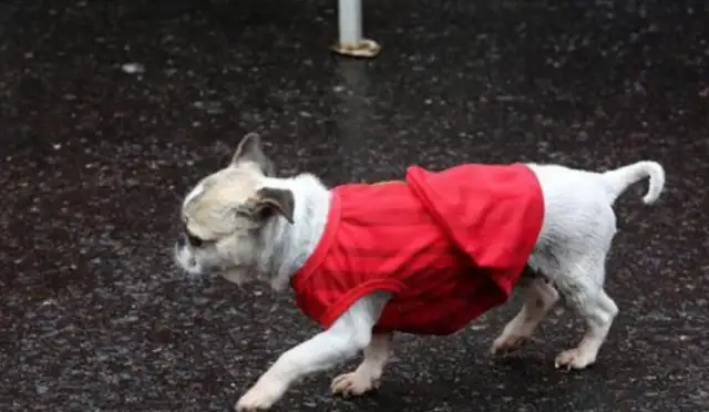 Grandma made clothes for the dog herself