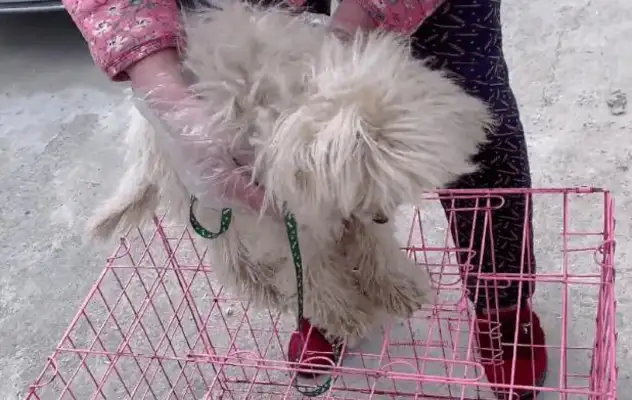 Aunty's taken a few kilometres to drive a stray dog to a rescue station