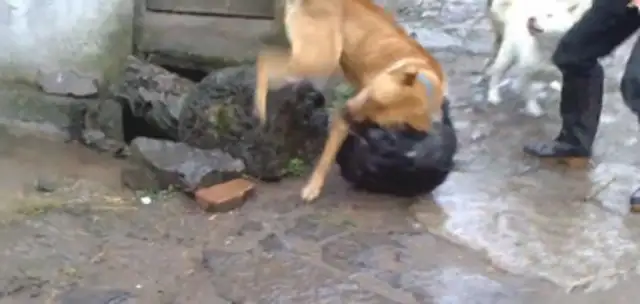 Bittlings beat the country's dogs in their own country