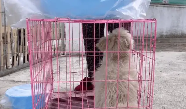 Aunty's taken a few kilometres to drive a stray dog to a rescue station