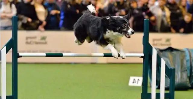We've come to the biggest dog show in the world