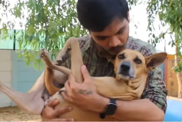 Mother of a stray dog was sick and hospitalized for seven days, and when she got out of the hospital, she met a baby dog with tears