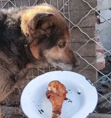 Northeast: after 16 years of being sold to the slaughterhouse, the dogs slowly end up happy after they save the next year
