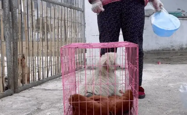 Aunty's taken a few kilometres to drive a stray dog to a rescue station