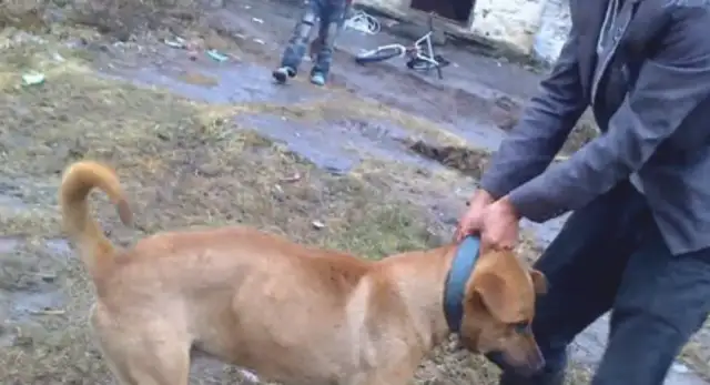 Bittlings beat the country's dogs in their own country