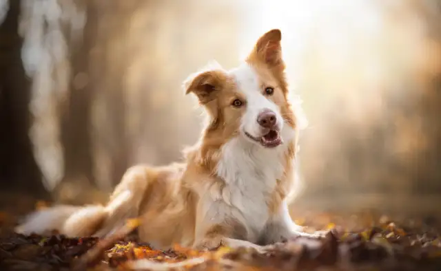 "Segregated pet dogs are suspected of being killed."