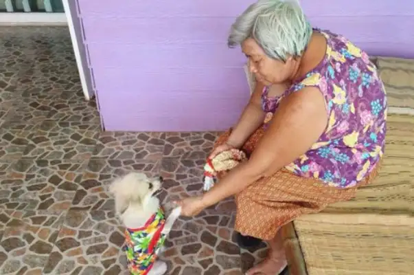 Grandma made clothes for the dog herself