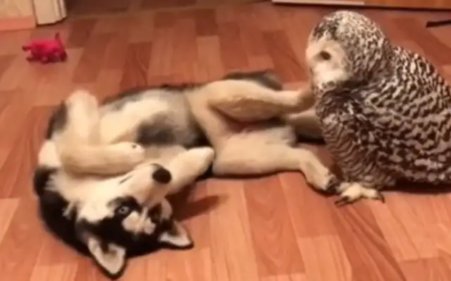 Haskiel kissed him while the owl was not watching, and his master shouted: "Don't kiss a silly dog."