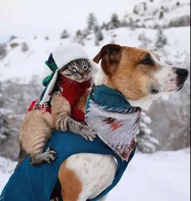 A dog with a broken leg still chooses to believe in humans, and after he's taken care of his life, he's left behind. People