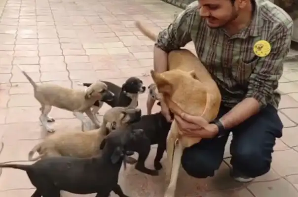 Mother of a stray dog was sick and hospitalized for seven days, and when she got out of the hospital, she met a baby dog with tears