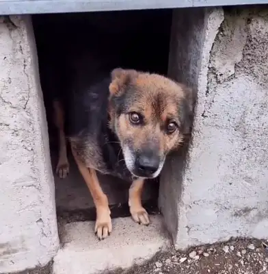 Northeast: after 16 years of being sold to the slaughterhouse, the dogs slowly end up happy after they save the next year