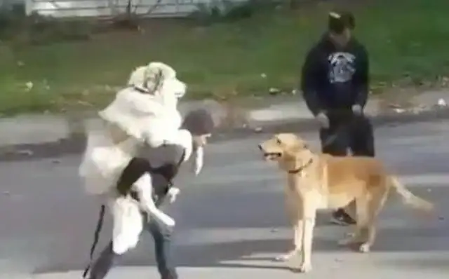 The 200-pound Alaska had its master's back, and the golden-haired dog had seen it