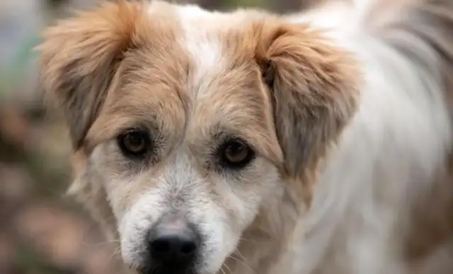 A dog with a broken leg still chooses to believe in humans, and after he's taken care of his life, he's left behind. People