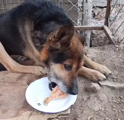 Northeast: after 16 years of being sold to the slaughterhouse, the dogs slowly end up happy after they save the next year