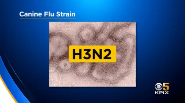 Dog flu outbreak, 800 dogs infected in the south and 7 dogs dead; experts say it's only a matter of time