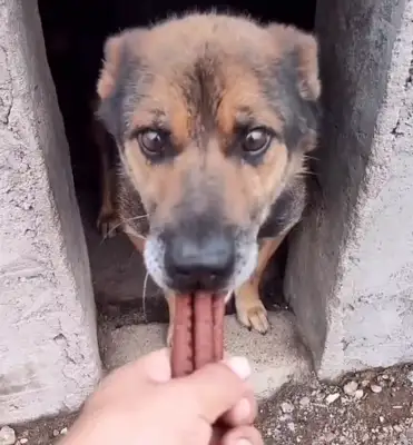 Northeast: after 16 years of being sold to the slaughterhouse, the dogs slowly end up happy after they save the next year