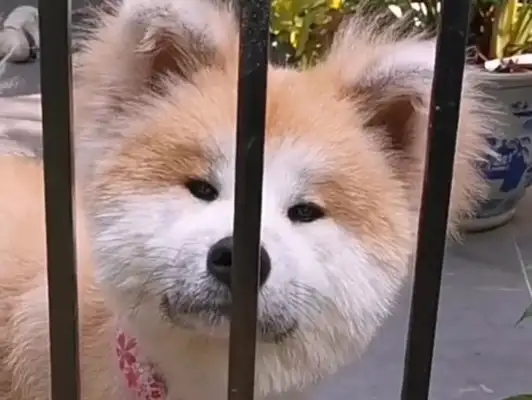 Who's a dog like that? Look at the smile, it's all the same