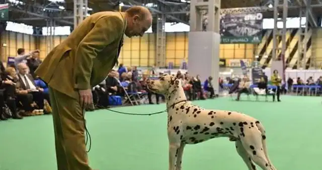 We've come to the biggest dog show in the world