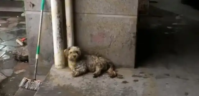 A dog with a broken leg still chooses to believe in humans, and after he's taken care of his life, he's left behind. People