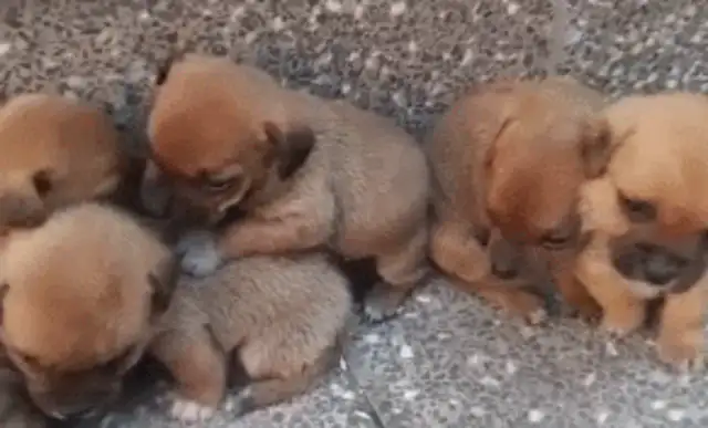 A stray puppy, no mother, no help, no help