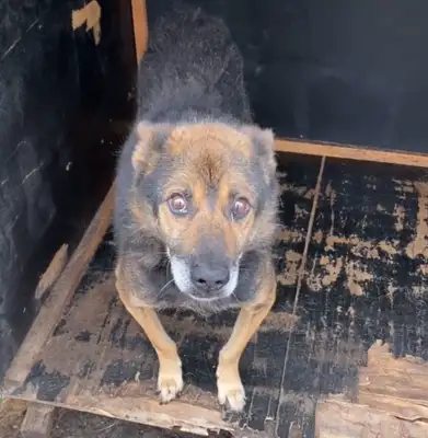Northeast: after 16 years of being sold to the slaughterhouse, the dogs slowly end up happy after they save the next year