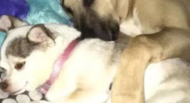 Dogs are so sad about their partner's death that they get too emotional after sleeping