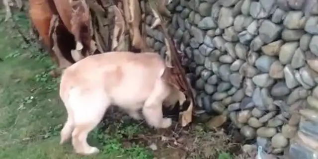 The golden dog hid the food in the corner of the wall, changed the location as soon as the owner found it