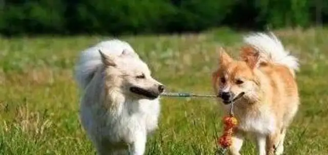 Why do people walk dogs in the middle of the night? And running away from old people and not playing with strangers