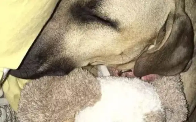 Dogs are so sad about their partner's death that they get too emotional after sleeping
