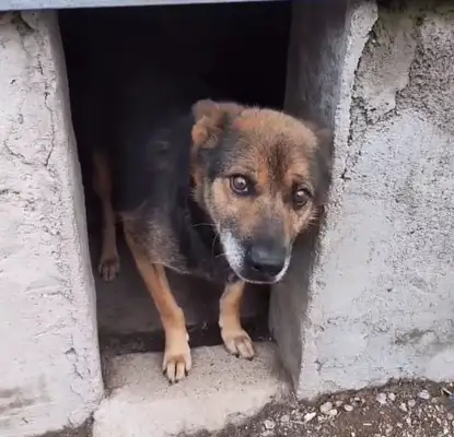 Northeast: after 16 years of being sold to the slaughterhouse, the dogs slowly end up happy after they save the next year