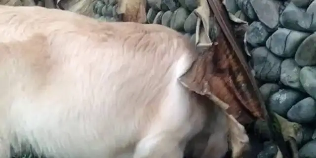 The golden dog hid the food in the corner of the wall, changed the location as soon as the owner found it