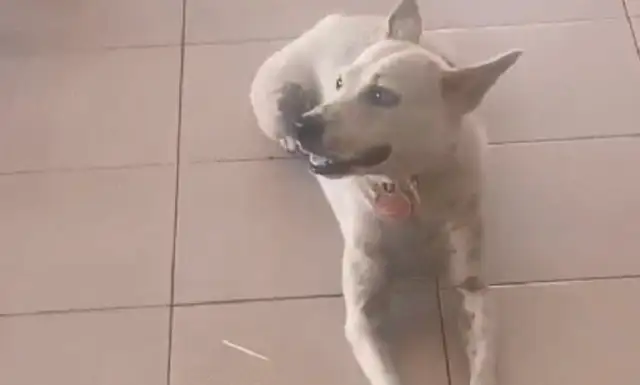 The stray dog comes to the restaurant every day and waits for food, not only to feed it, but also to take out the food