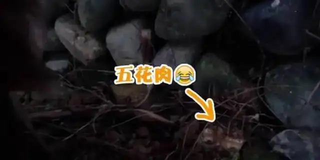 The golden dog hid the food in the corner of the wall, changed the location as soon as the owner found it