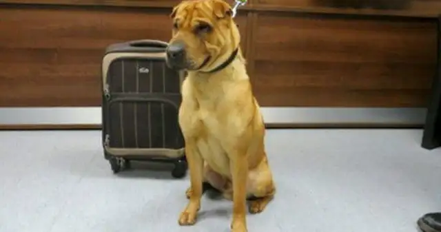 The dog was abandoned at the train station with a suitcase