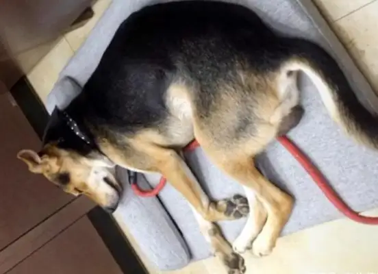 Two years of dog loss, 55 days for the patient and a thousand dollars for the dog