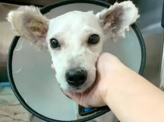 A dog with a broken leg still chooses to believe in humans, and after he's taken care of his life, he's left behind. People