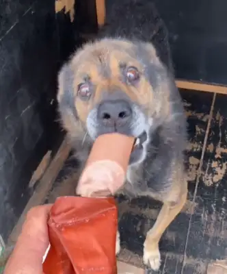 Northeast: after 16 years of being sold to the slaughterhouse, the dogs slowly end up happy after they save the next year